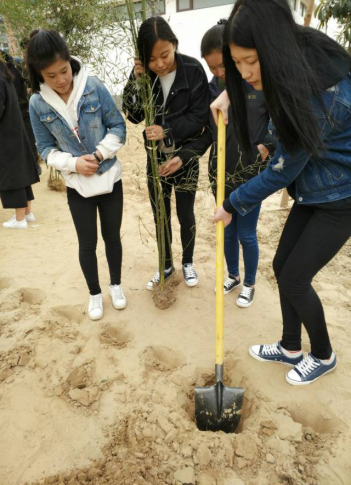 同学们齐心协力栽种